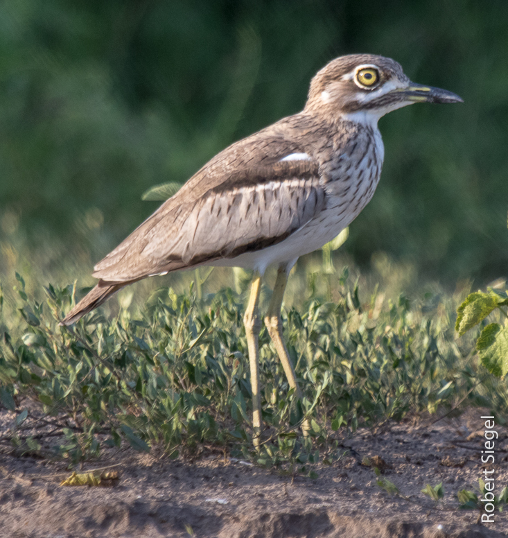 sandpiper